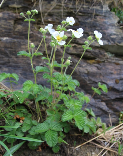 potentille rupestre