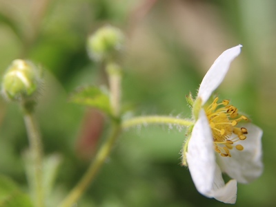 potentille rupestre