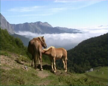 jument et son poulain