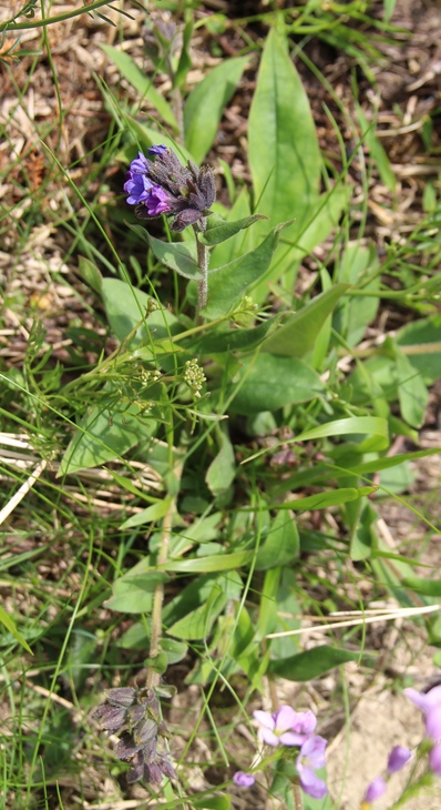 pulmonaire montagnes