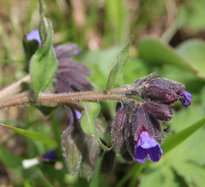 pulmonaire montagnes