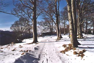 entrée dans la forêt