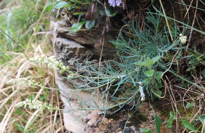 reseda glauque