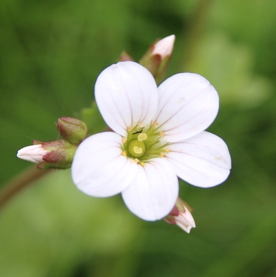 saxifrage granulata