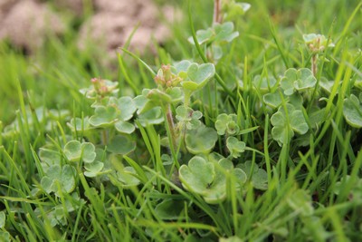 saxifrage granulata 