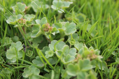 saxifrage granulata