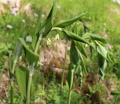 sceau de salomon