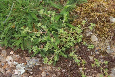 scleranthe annuel