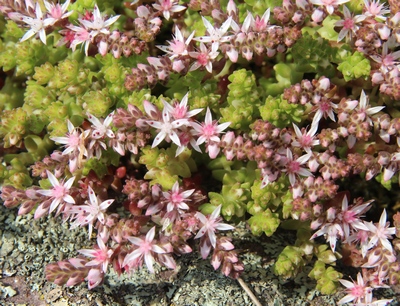 sedum angleterre