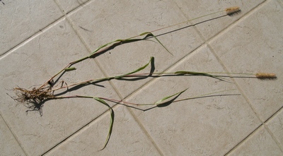 setaria