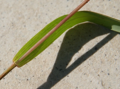 setaria