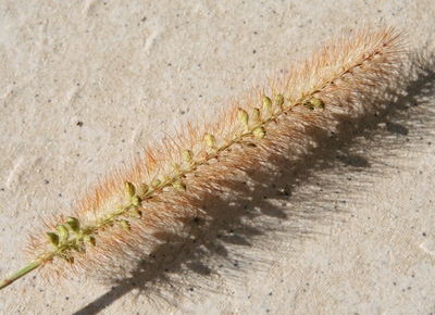 setaria