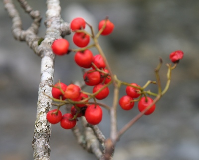 sorbier fruits