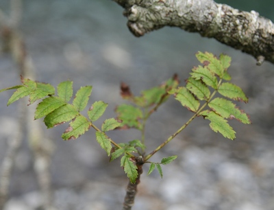 sorbier feuille