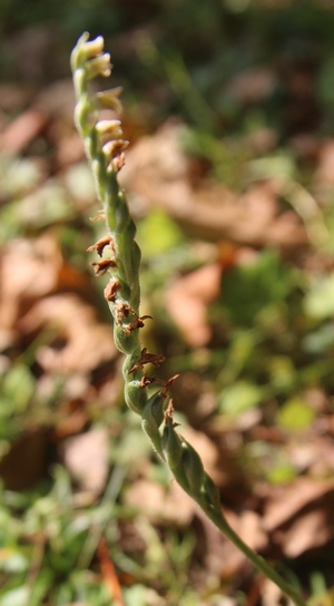 spiranthe fruits