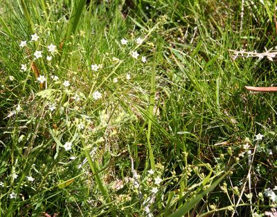 thesium pyrenees tout