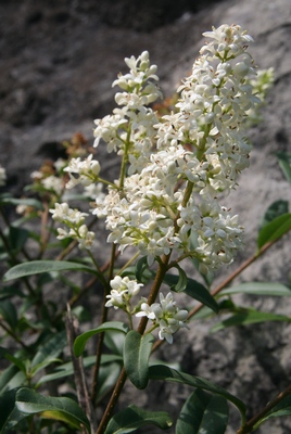 troene fleurs