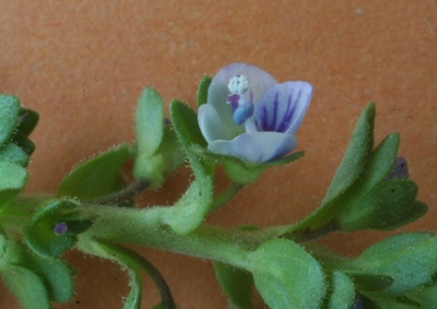 veronica serpyllifolia fleur