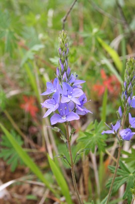 v;germandrée fleurs