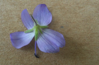 v.germandrée sépales