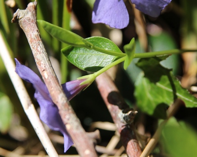 vinca minor sepales