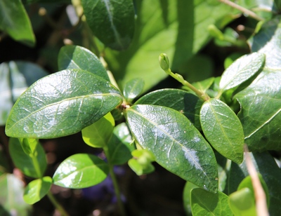 vinca minor feuilles